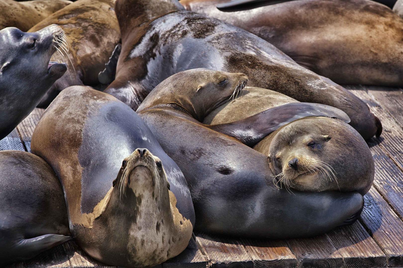 Siesta unter Seelöwen