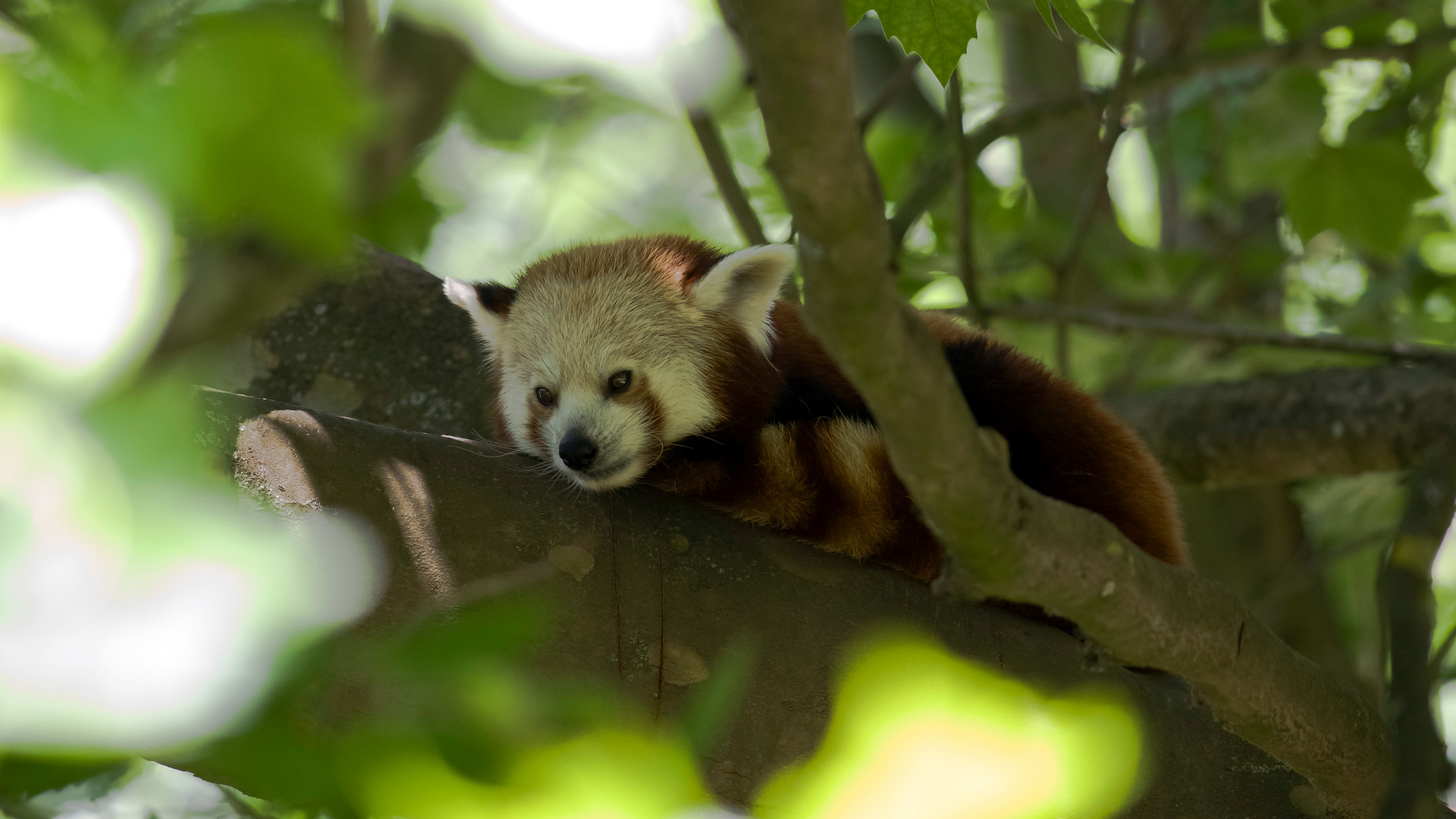 Siesta unterm Blätterdach, roter Panda