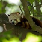 Siesta unterm Blätterdach, roter Panda