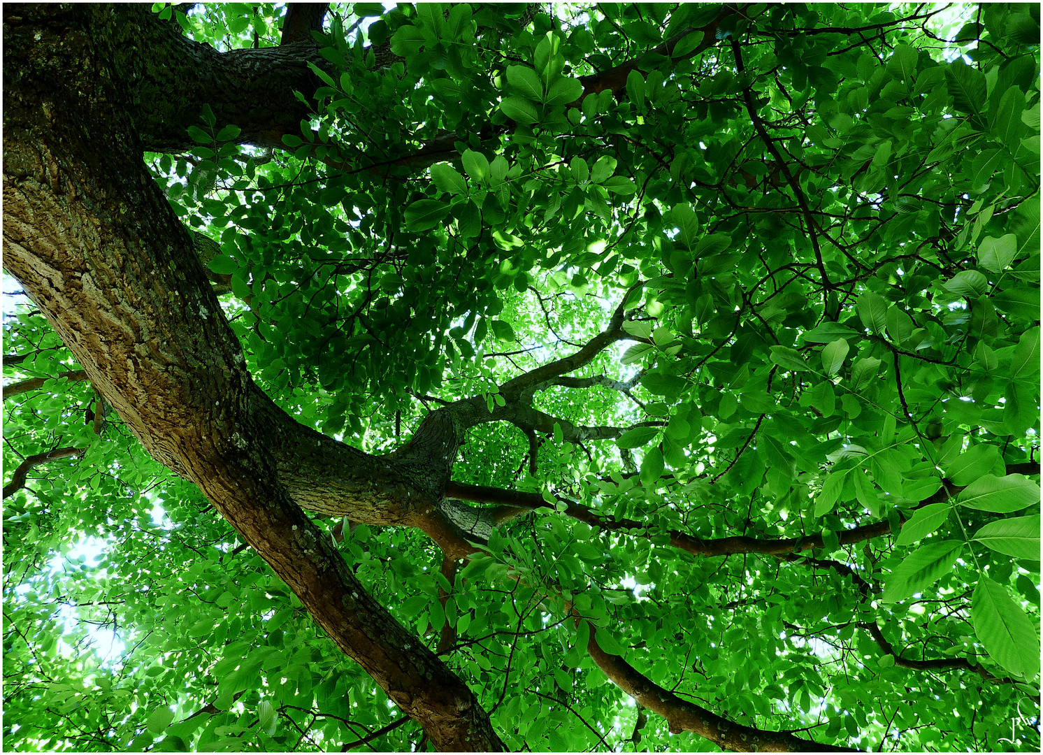 Siesta Unterm Walnussbaum Foto Bild Pflanzen Pilze Flechten
