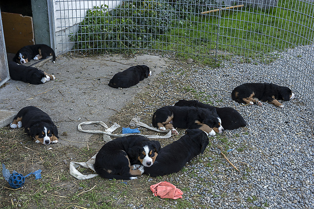 Siesta vor dem Stall nach dem Spielen