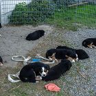 Siesta vor dem Stall nach dem Spielen