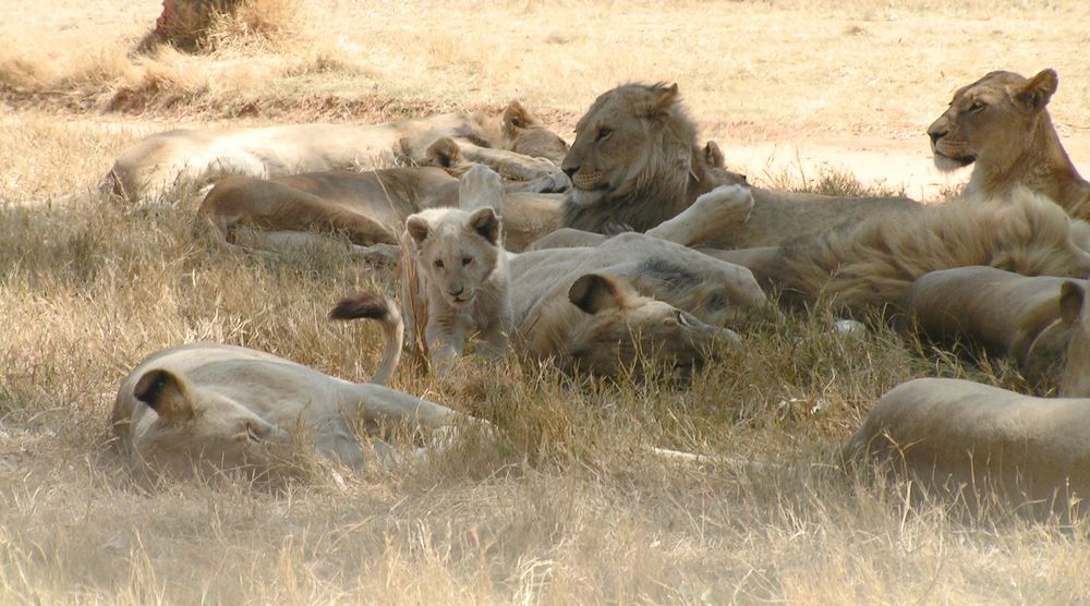 Siesta .... wie langweilig! by Regi Richardet 