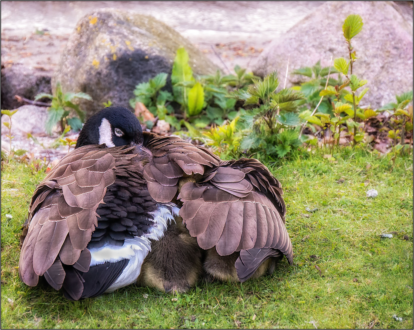 Siesta ... zudecken und warmhalten ...