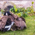 Siesta ... zudecken und warmhalten ...