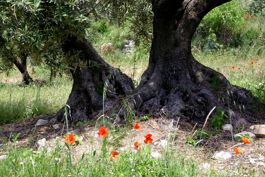 Sieste à l'ombre de la provence