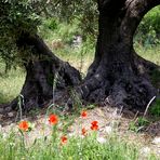 Sieste à l'ombre de la provence