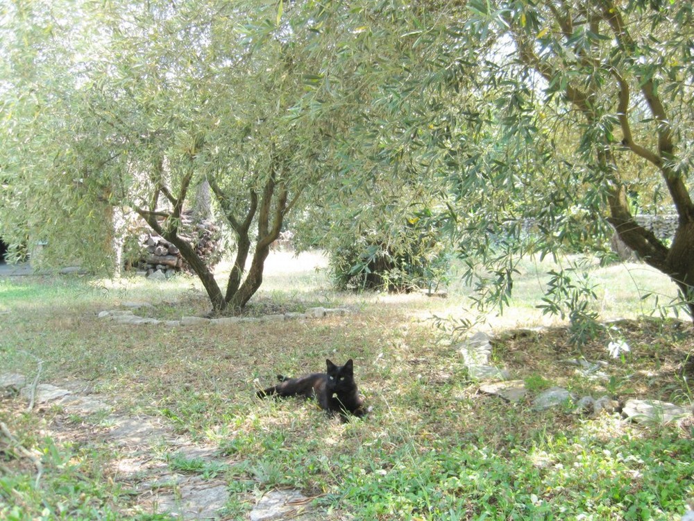 sieste à l'ombre d'un olivier