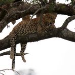 sieste après un bon repas