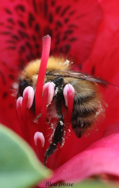 Sieste au coeur d'une fleur