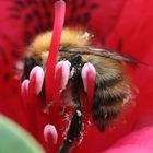 Sieste au coeur d'une fleur