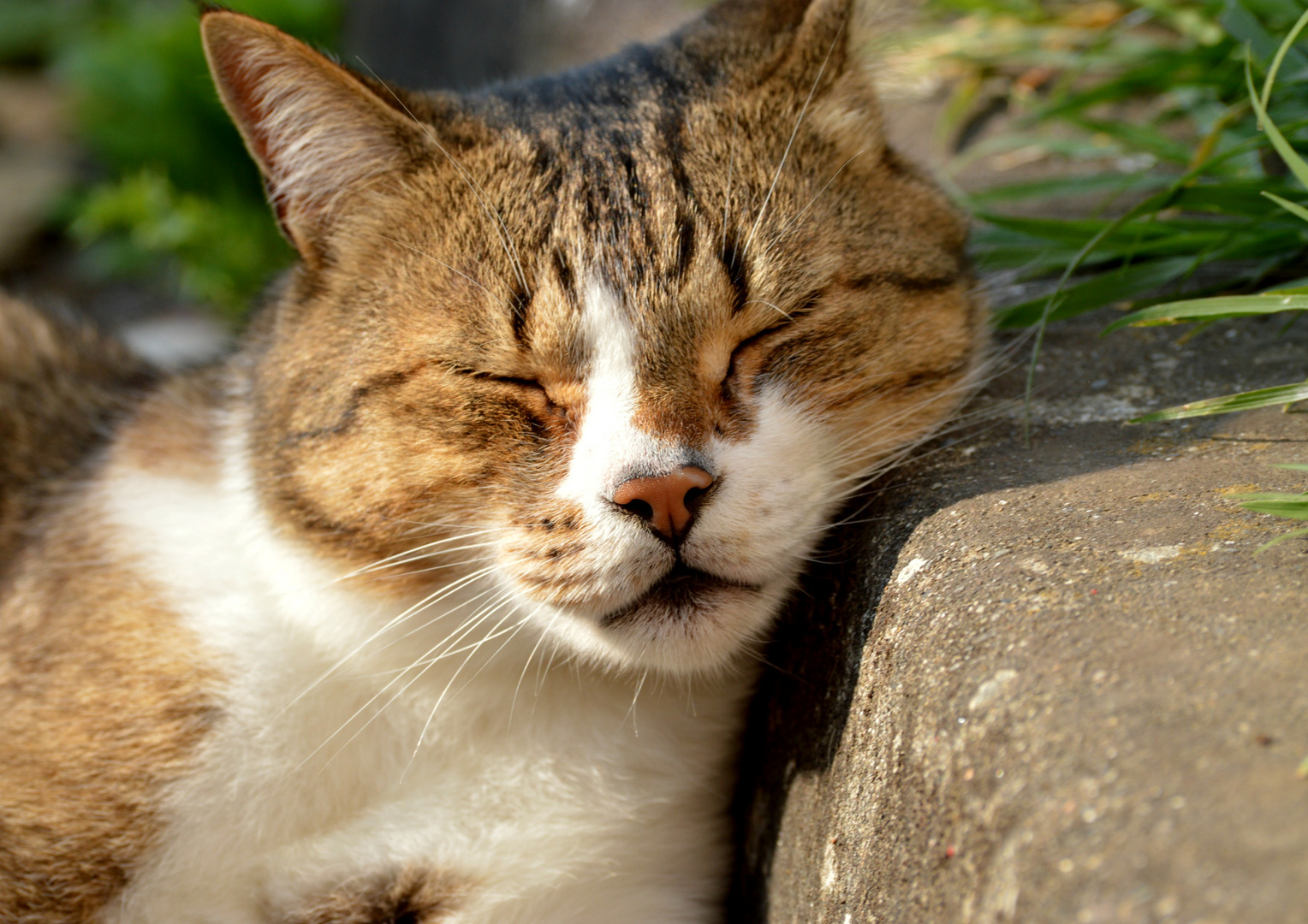 Sieste au soleil - Le matou