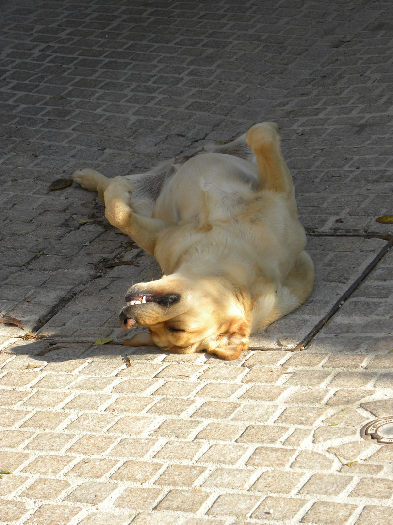 Sieste canine