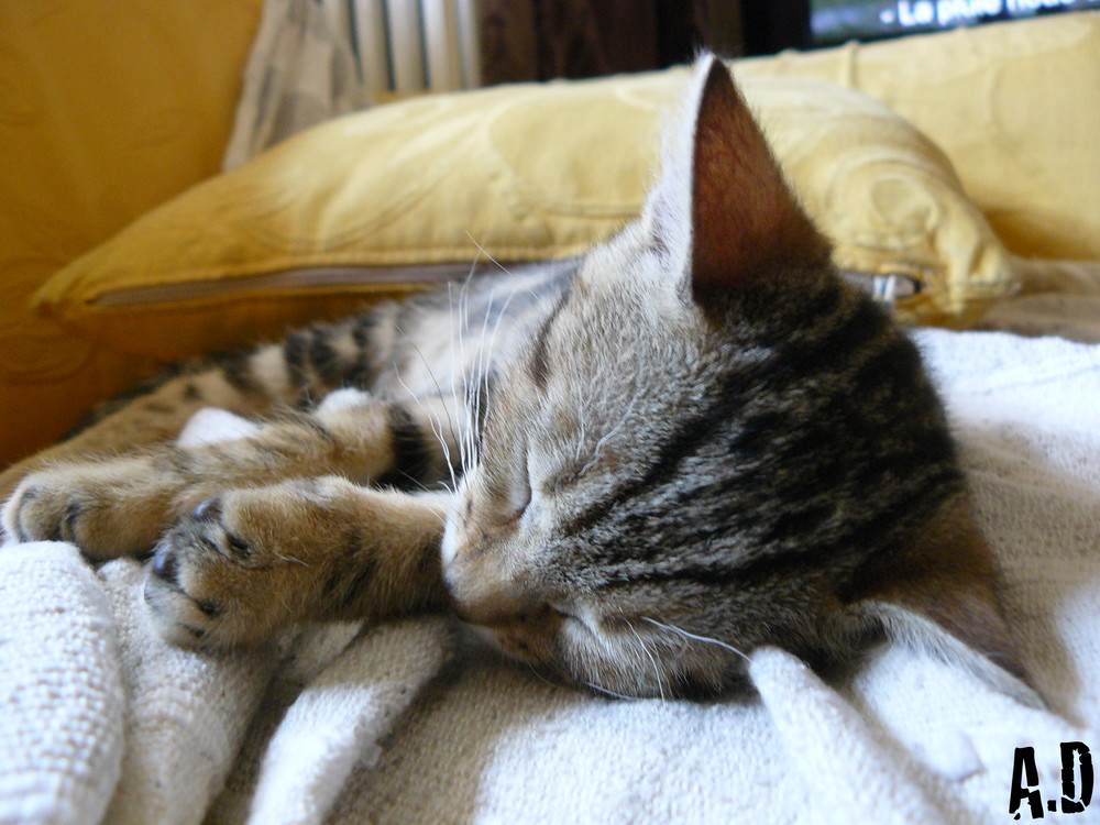 Sieste devant la télé.