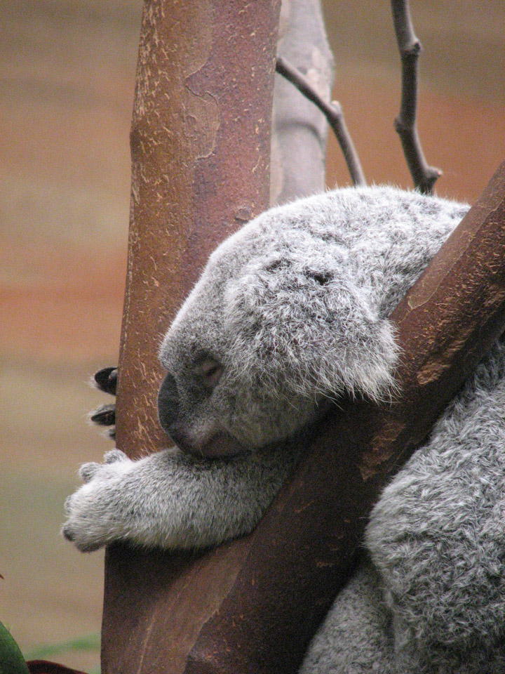 Sieste du Koala