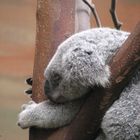 Sieste du Koala