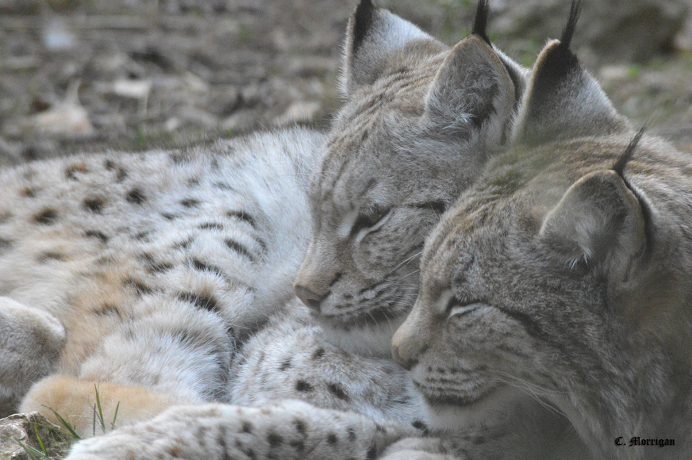 Sieste en duo