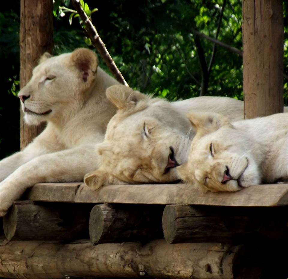 Sieste en famille