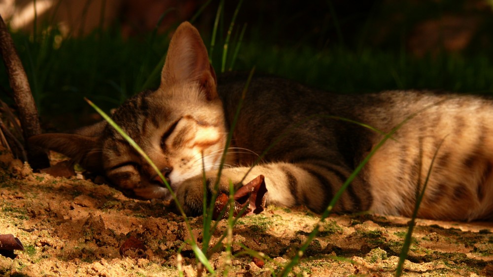 Sieste féline.