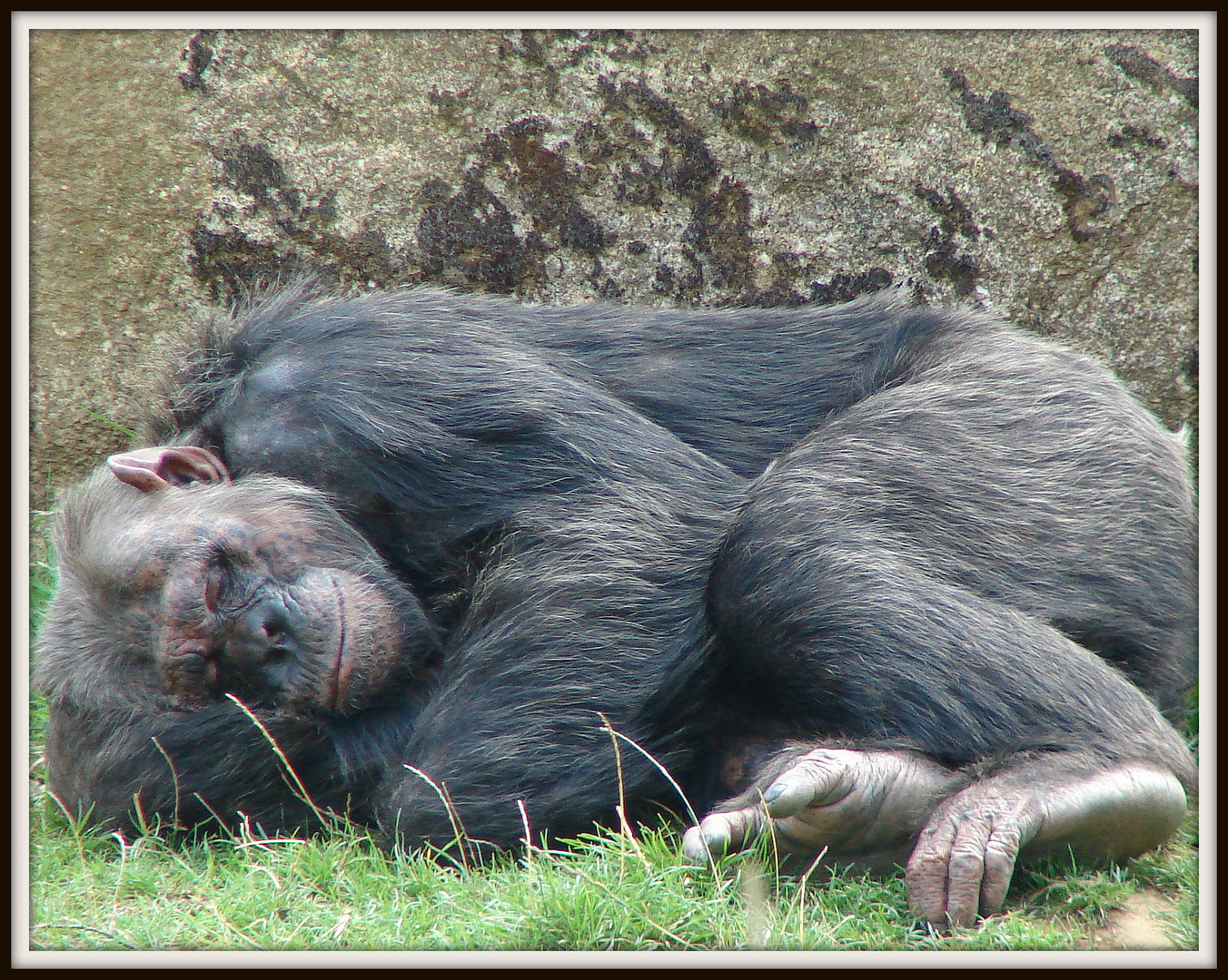 sieste improvisée ....