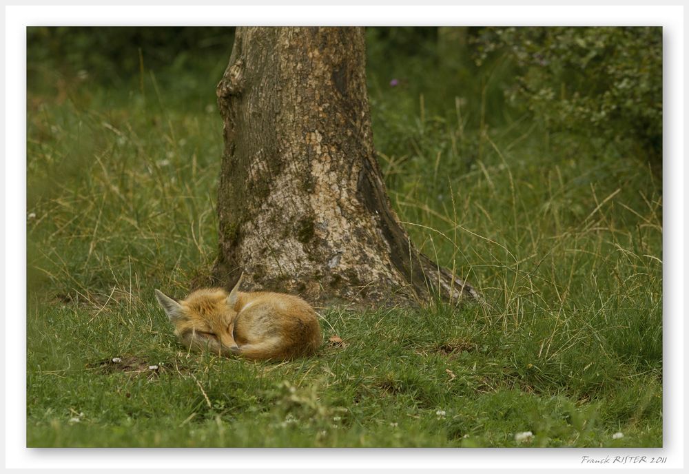 Sieste réparatrice