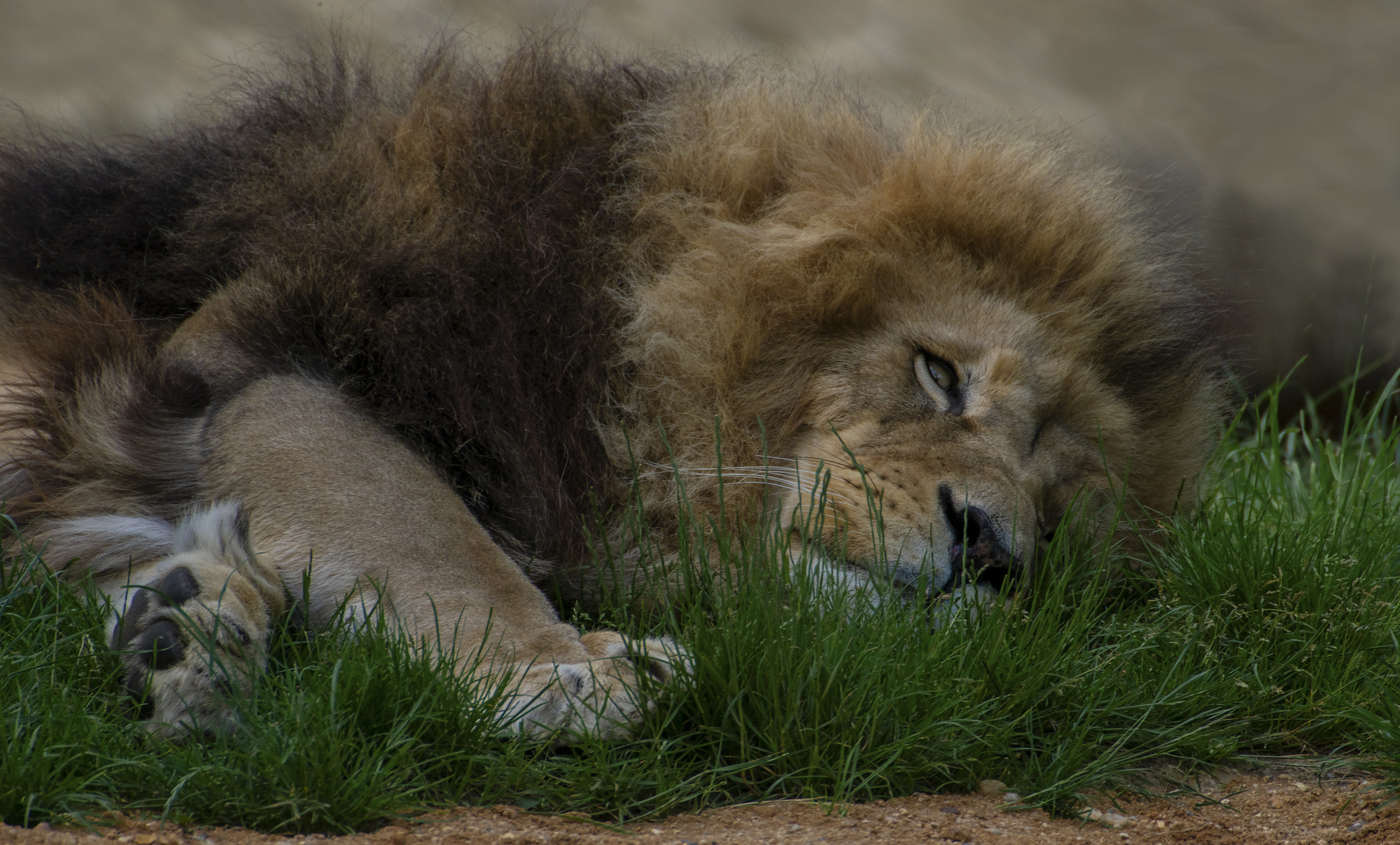 Sieste royale (Panthera leo, lion d'Afrique)