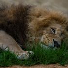 Sieste royale (Panthera leo, lion d'Afrique)