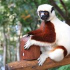 Sifaka