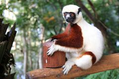 Sifaka