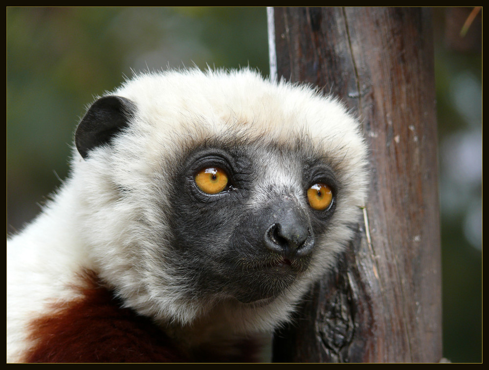 Sifaka