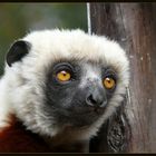 Sifaka