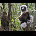 Sifaka