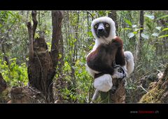 Sifaka