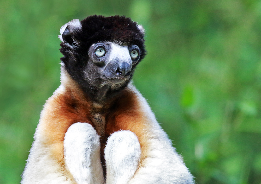 Sifaka