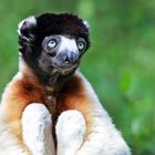 Sifaka