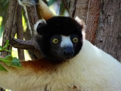 Sifaka