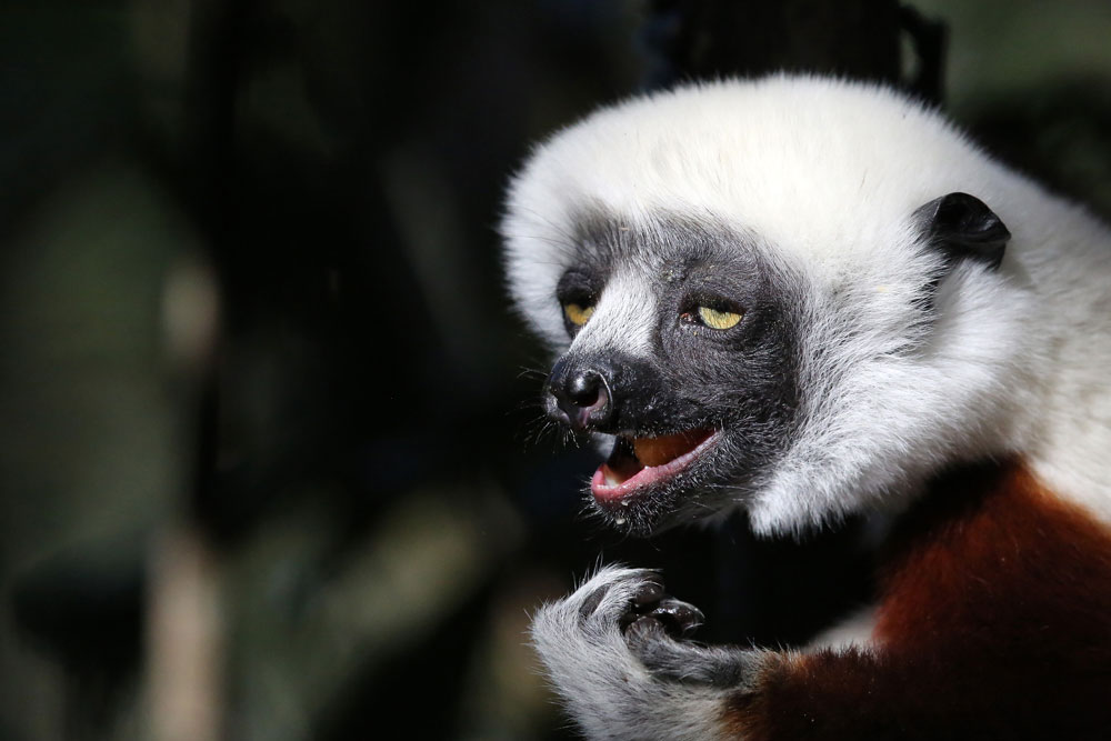 Sifaka