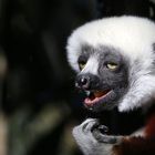 Sifaka