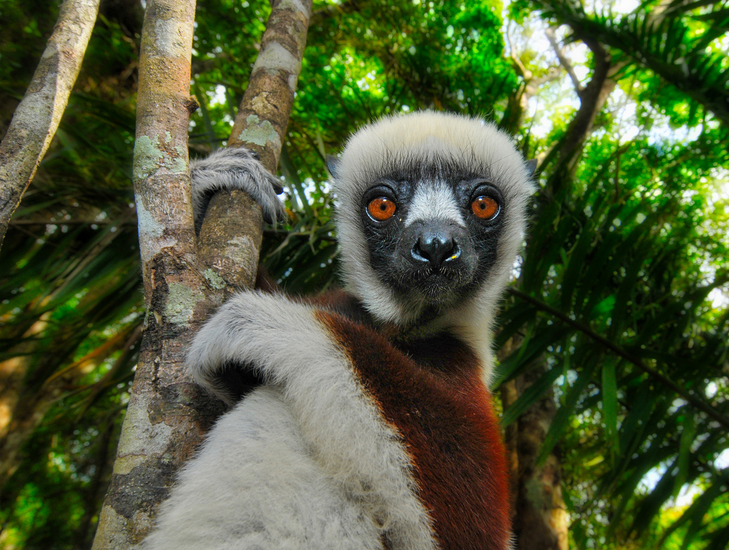 Sifaka