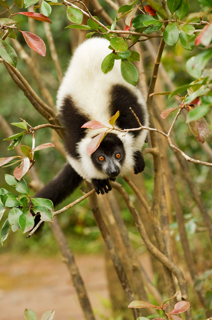 Sifaka bianco e nero (Madagascar)