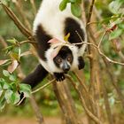 Sifaka bianco e nero (Madagascar)