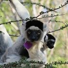 Sifaka  bilani …