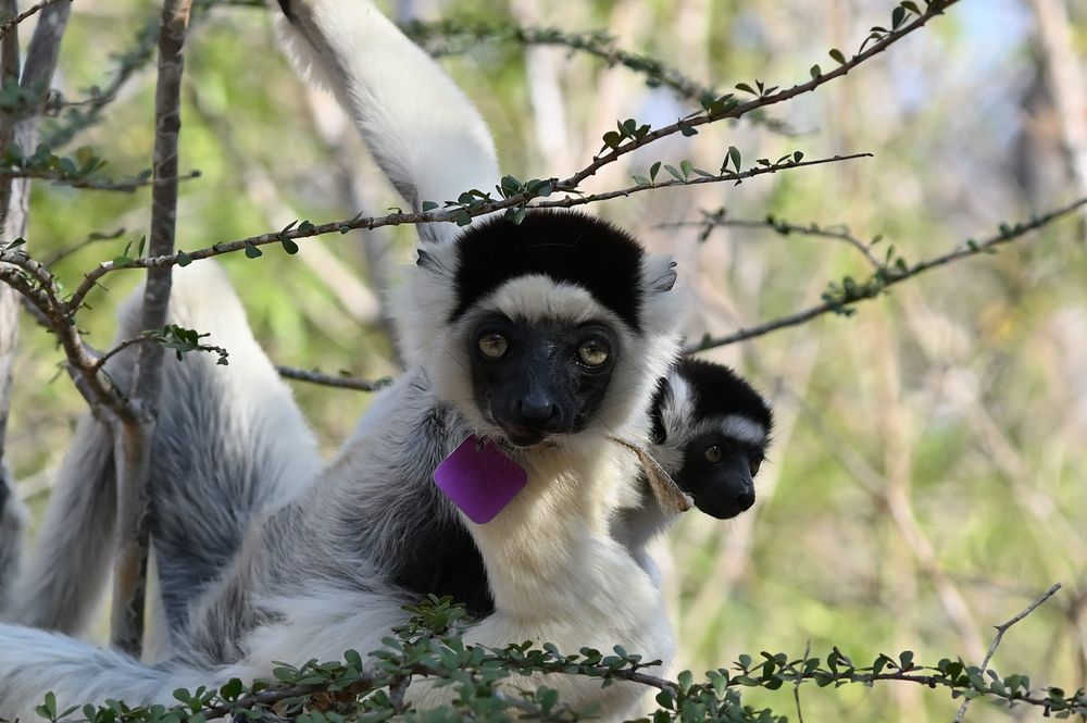 Sifaka  bilani …