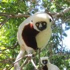 Sifaka Coquerel