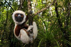 Sifaka