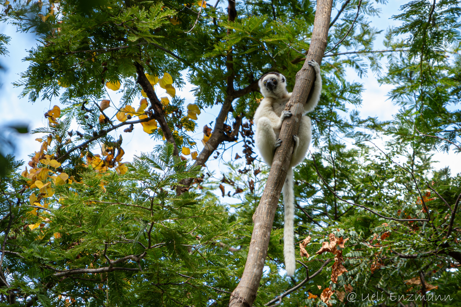 Sifaka