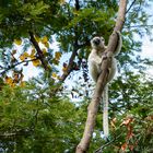 Sifaka