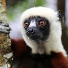 Sifaka II