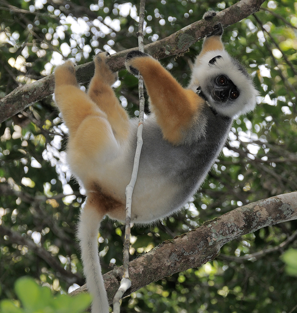 Sifaka im Perinet Schutzgebiet in Madagaskar