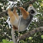 Sifaka im Perinet Schutzgebiet in Madagaskar